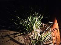 Landscape Lighting